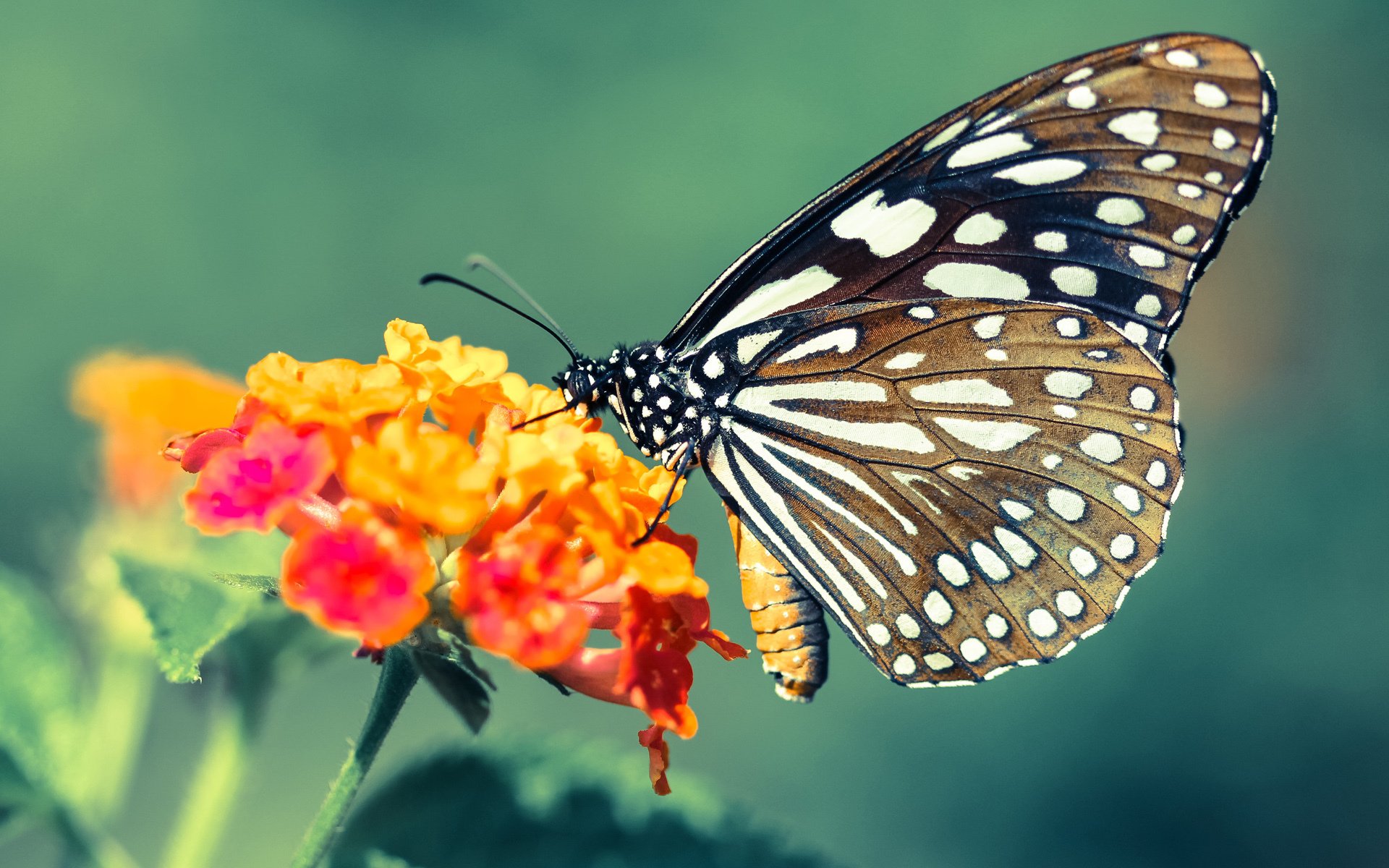 爱游戏官网-“法甲豪门鏖战，场面火爆”，法甲 豪门