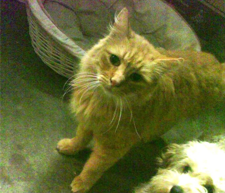 AYX SPORTS-中国足球运动员国际比赛经验不断丰富，竞技水平持续优化，中国足球运动员名单大全