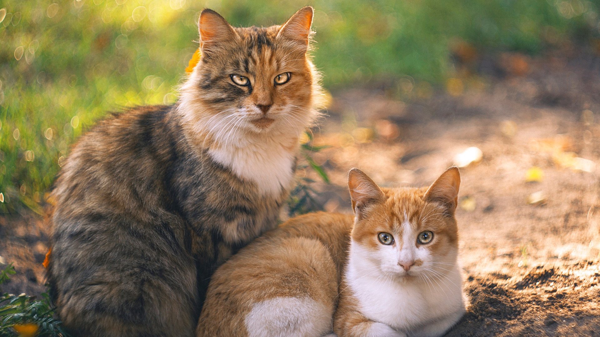 爱游戏官方网站-传统武艺光影秀：文化之美在运动中绽放