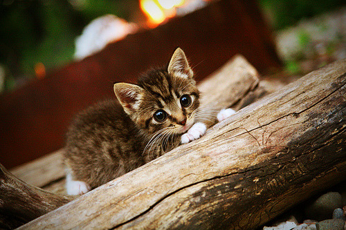 爱游戏平台-墨西哥队在巴黎奥运会比赛中多次利用边路进攻，奥运墨西哥足球