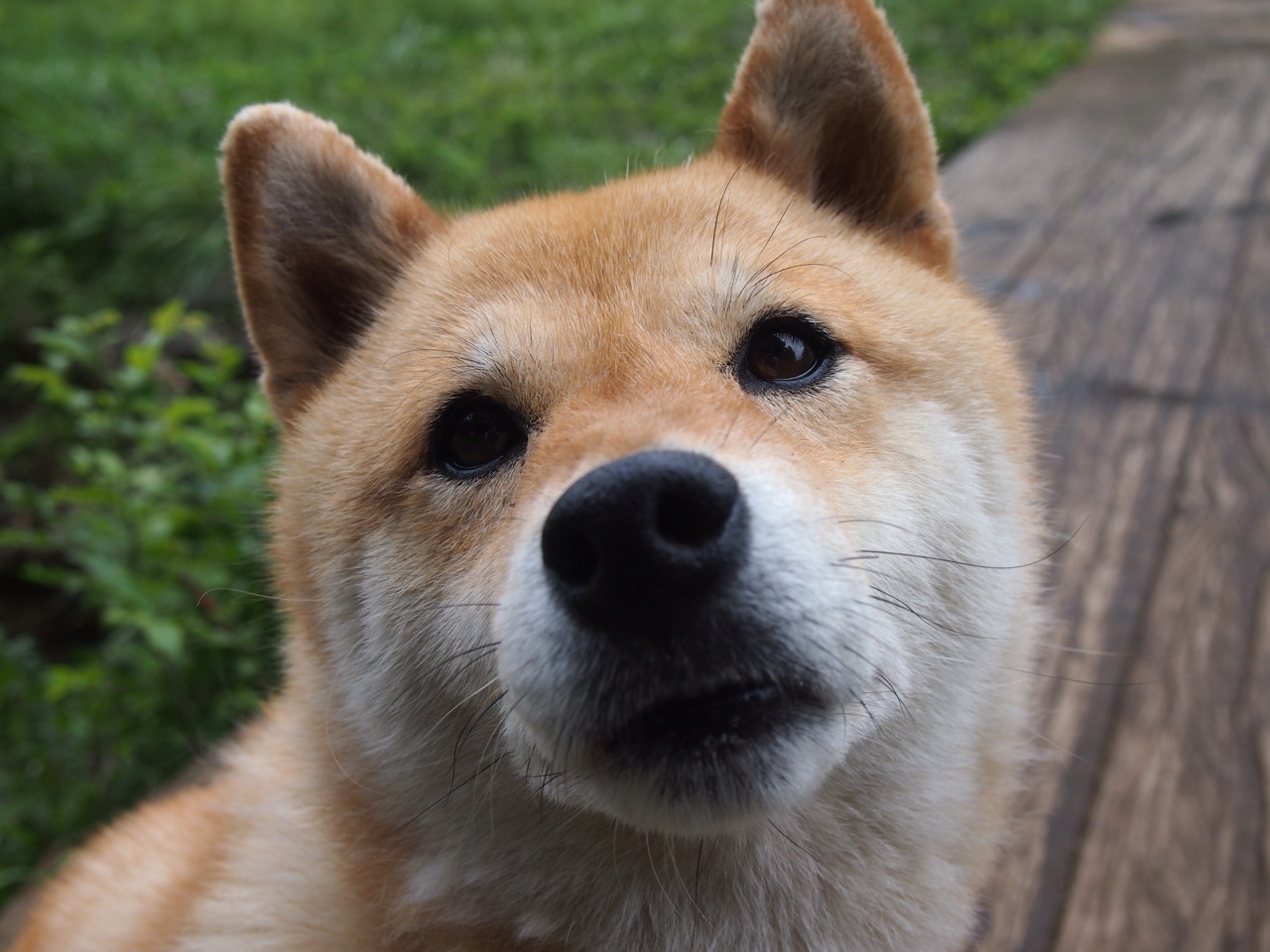 爱游戏平台-比利时骑手多米安·米歇尔斯在2024年巴黎奥运会盛装舞步比赛中获得第六名，展现坚韧精神。