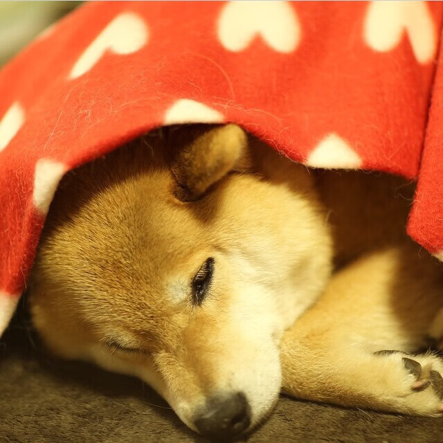 爱游戏体育平台-足球裁判执法风格趋于统一专业化，足球裁判员的执法原则