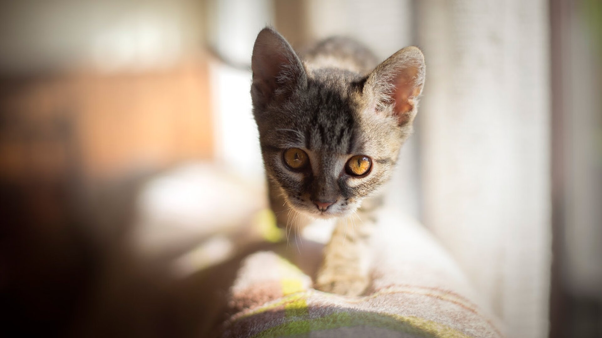 爱游戏下载-足球裁判资格考试报名人数创历史新高，足球裁判报名时间
