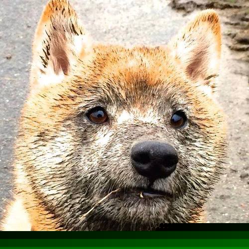 爱游戏app-密尔沃尔主场平局，保级压力不减，密尔沃基雄鹿最新消息