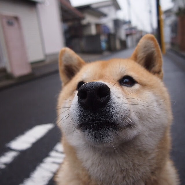 爱游戏体育平台-悉尼国王比赛节奏掌控出色，悉尼国王街