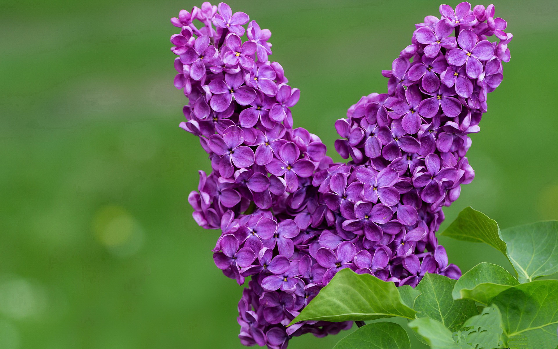 AYX体育官网-摩纳哥击败图卢兹，展现出色实力与团队合作，摩纳哥ds