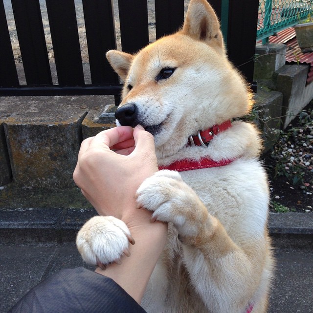 爱游戏综合娱乐-阿森纳3-0诺里奇，进攻端火力全开，阿森纳对诺维奇比分