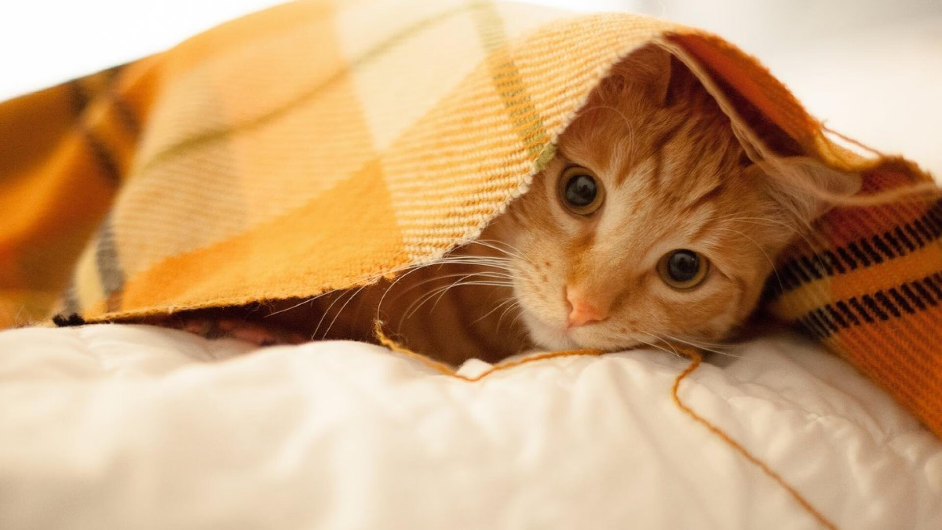 爱游戏 电竞-球场内外：比赛精彩、悬念和球迷支持完美结合，球场内讧