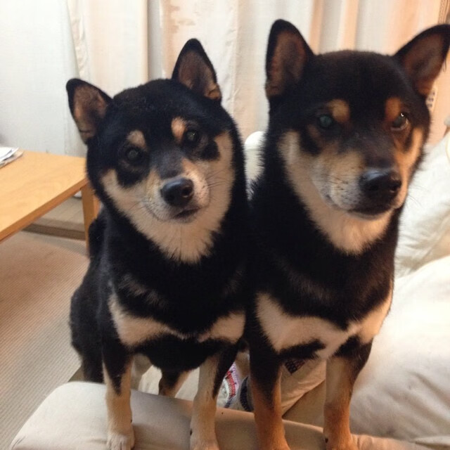 爱游戏官网-美澳仰泳新星交锋 中国小将奋力追赶，美国仰泳运动员