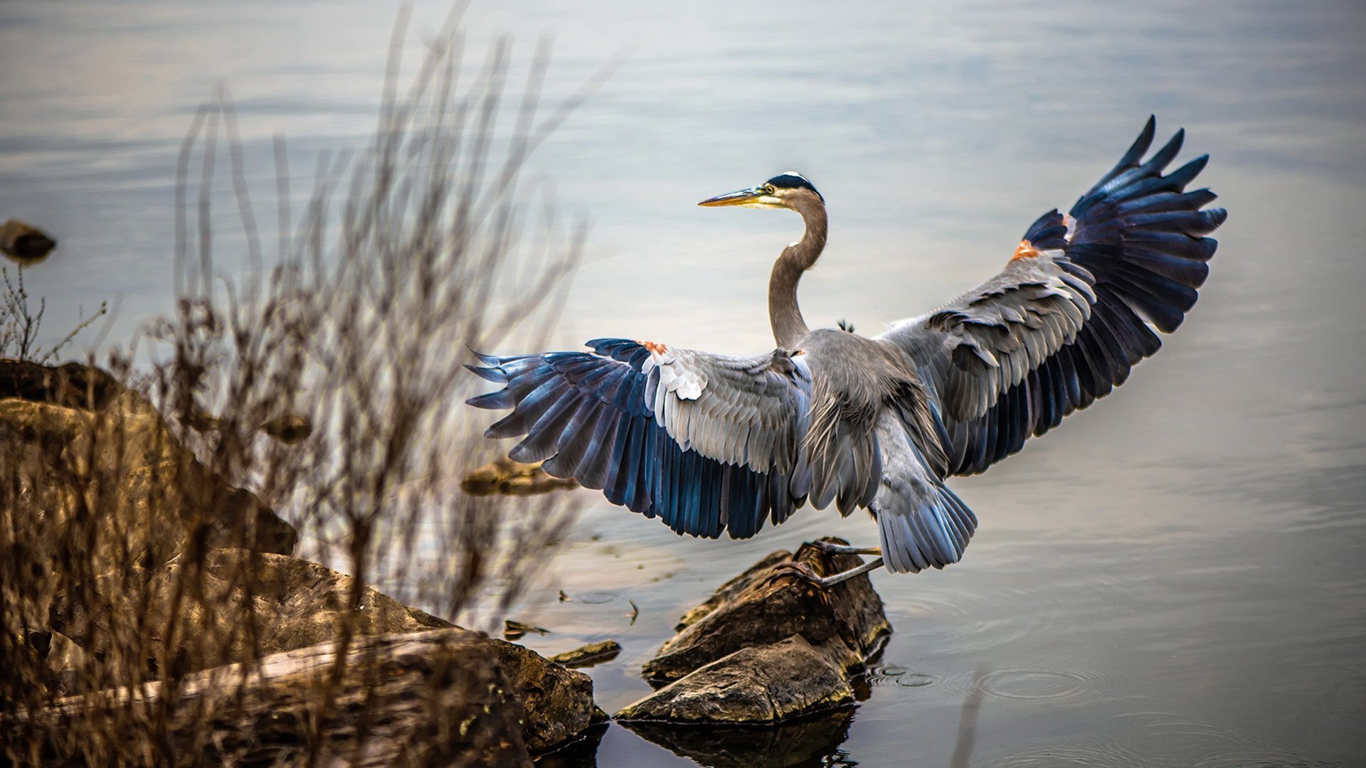 法甲新星崛起：未来领袖闪耀绿茵！，法甲新logo